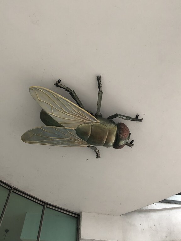 A large, realistic sculpture of a housefly is mounted upside down on the ceiling of a building in Prague. The detailed artwork features metallic legs, delicate golden-lined wings, and large red eyes, creating an eerie and unexpected visual surprise for passersby. The placement and size of the sculpture make it appear as if a giant insect is crawling on the ceiling.