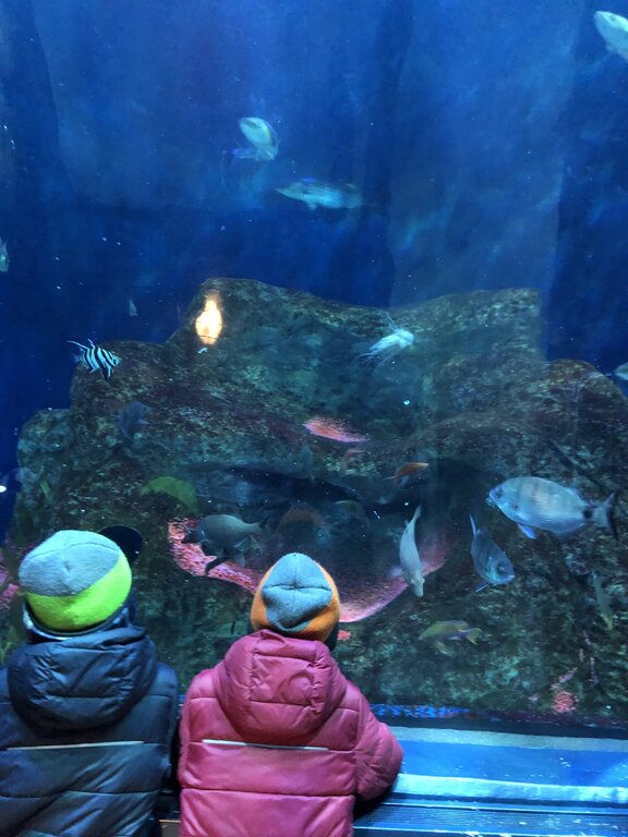 Two children in colourful winter jackets watch tropical fish swim around a coral reef exhibit through a large tank window at the Aquarium du Québec. The vibrant marine life captivates their attention.