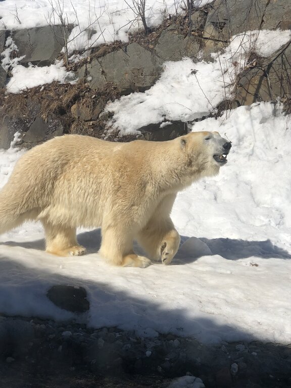 A polar bear walks across snow-covered ground at the Aquarium du Québec, mid-stride with its mouth open. The bright sun highlights its thick, creamy white fur against the snowy rocks.
