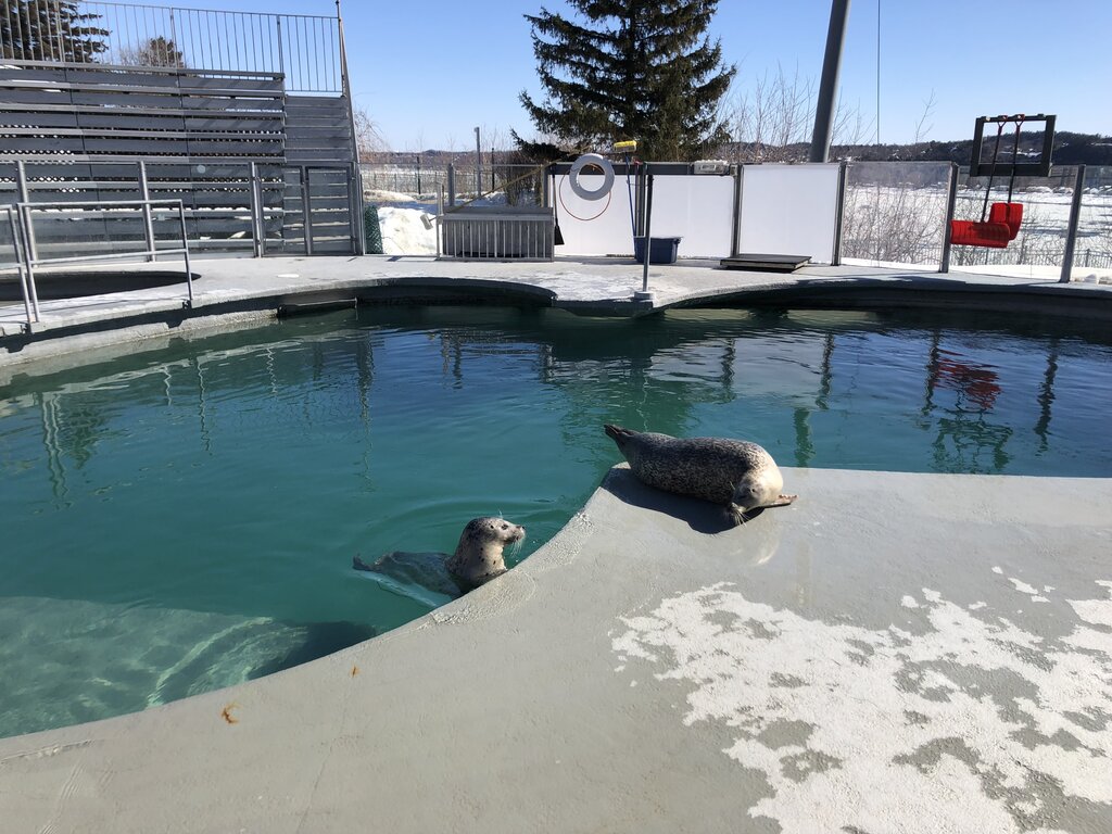 Two harbour seals rest and swim in an outdoor enclosure at the Aquarium du Québec, with bleacher seating and snow in the background. One seal lounges on the pool edge while the other peeks out from the water under a clear blue sky.