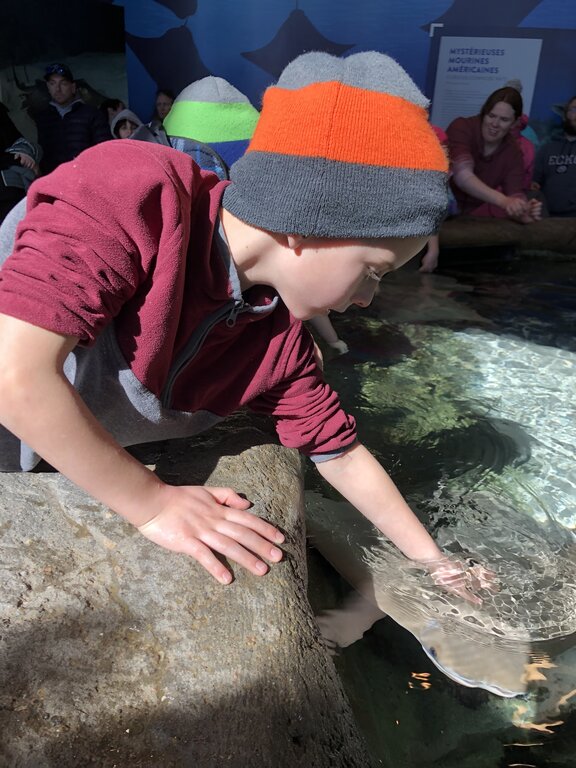 A child in a red and gray hat gently touches a stingray in a touch tank. Natural light highlights the clear water and interactive learning moment.