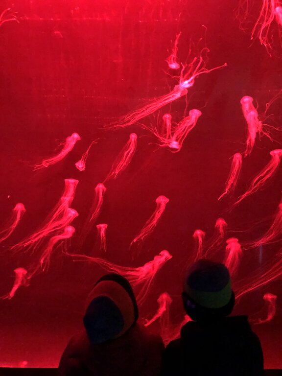 Two children stand silhouetted in front of a glowing red aquarium tank filled with dozens of jellyfish drifting through the water.