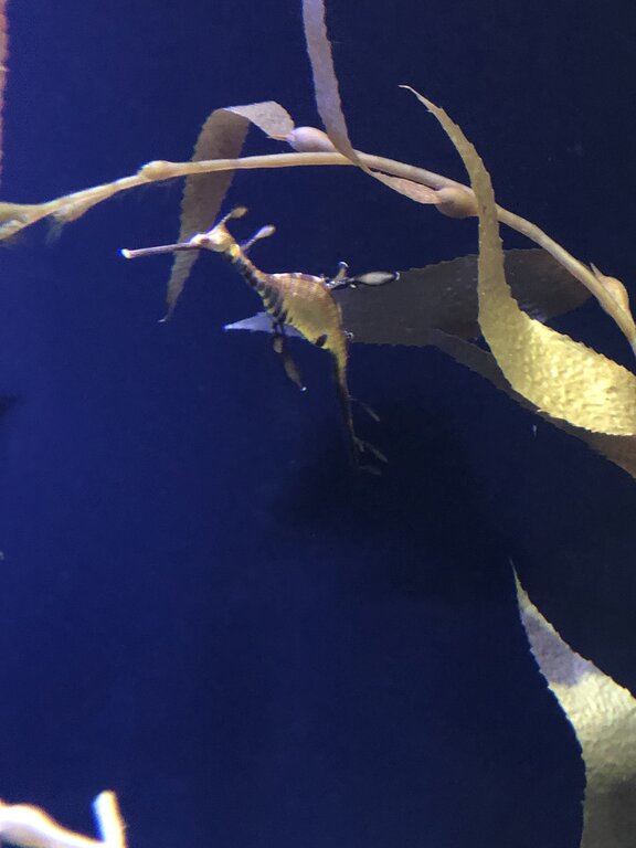 A leafy sea dragon swims among swaying strands of kelp in a dimly lit tank, its body camouflaged with leaf-like fins. The deep blue background contrasts with the delicate yellow and brown tones of this unique marine creature.