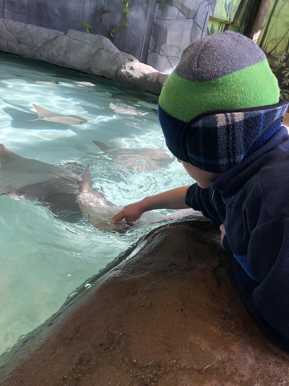 A child wearing a green and blue winter hat gently touches a stingray in a shallow touch tank, with several rays gliding through the clear water. The rocky edge and tropical mural in the background create an immersive aquarium experience.