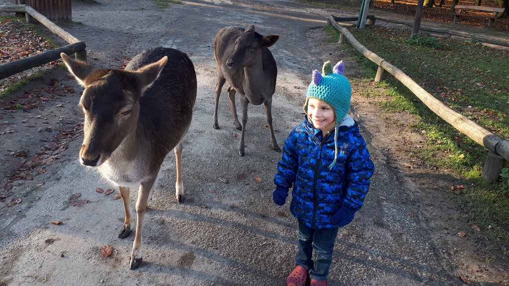 A young child in a blue jacket and colourful knit hat smiles while walking next to two calm deer on a paved path in a wooded animal park.