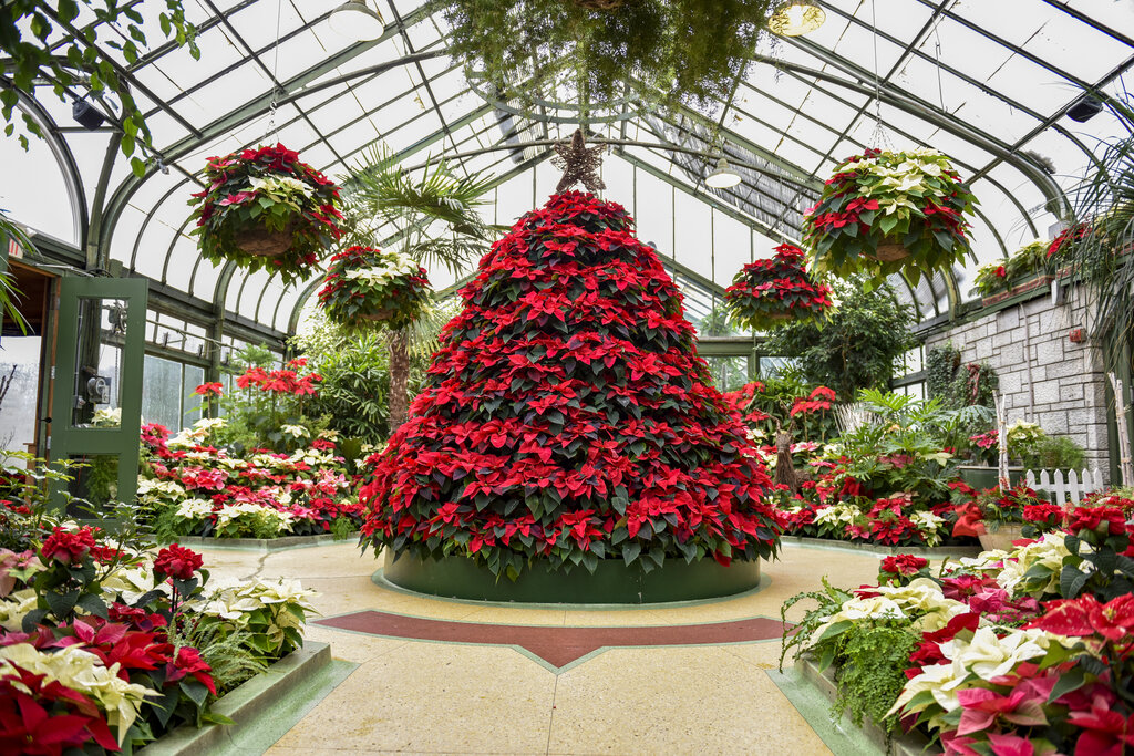 a large tree shaped display of pointsettas stands in the center of a greenhouse with pointsetta baskets hanging from the ceiling and pointsetta displyas around the edge of the greenhouse in Niagara falls