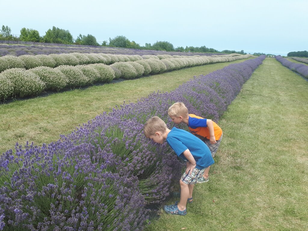 Two young boys bending down to smell a row of purple lavender at NEOB Lavender Farm in Niagara region Ontario, with long parallel rows of purple and white lavender stretching into the distance and trees lining the horizon under an overcast sky.