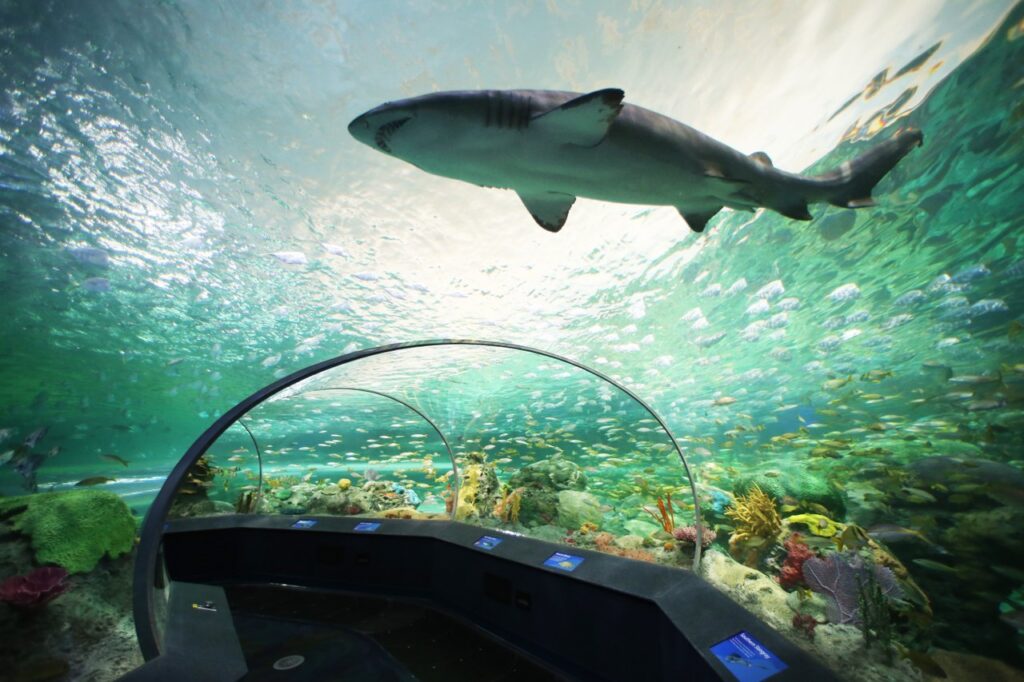 A shark swimming above visitors inside the glass tunnel at Ripley’s Aquarium of Canada. The underwater walkway curves through a large tank filled with fish coral and green blue light.