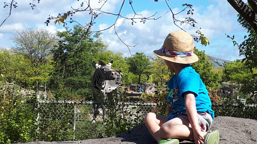 a child in a blue shirt, shorts and a straw hat turning to look over his shoulder at a zebra that's standing in an enclosed fenced area