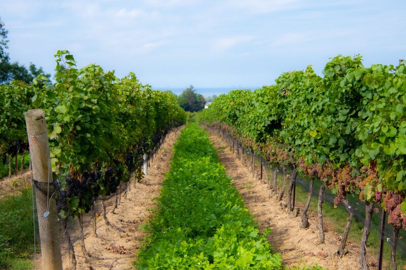 Rows of grapevines stretch into the distance in a Niagara vineyard with green leaves and clusters of grapes growing along sandy soil paths under a cloudy sky.
