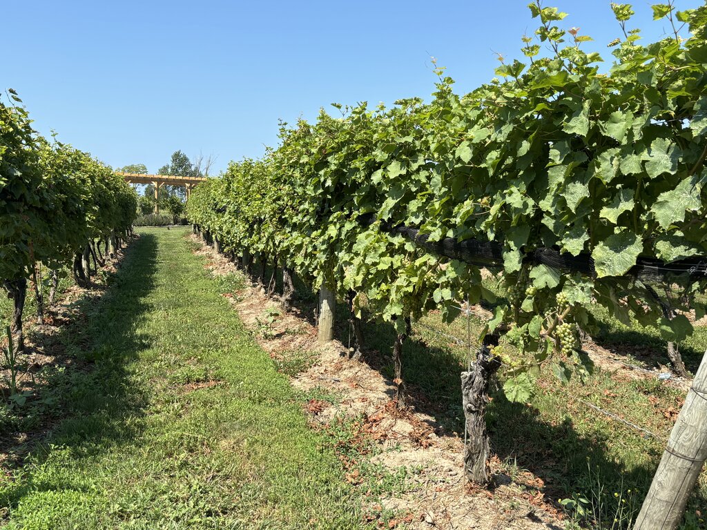 Rows of green grapevines grow along a grassy path in an Ontario vineyard under a clear blue sky with a wooden pergola visible in the distance.