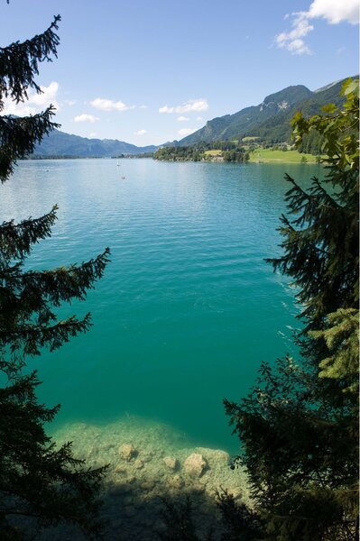 Wolfgangsee in Austria with clear turquoise water stretching toward green hills and mountains in the distance. Evergreen trees frame the lake in the foreground, highlighting the area's peaceful alpine scenery.