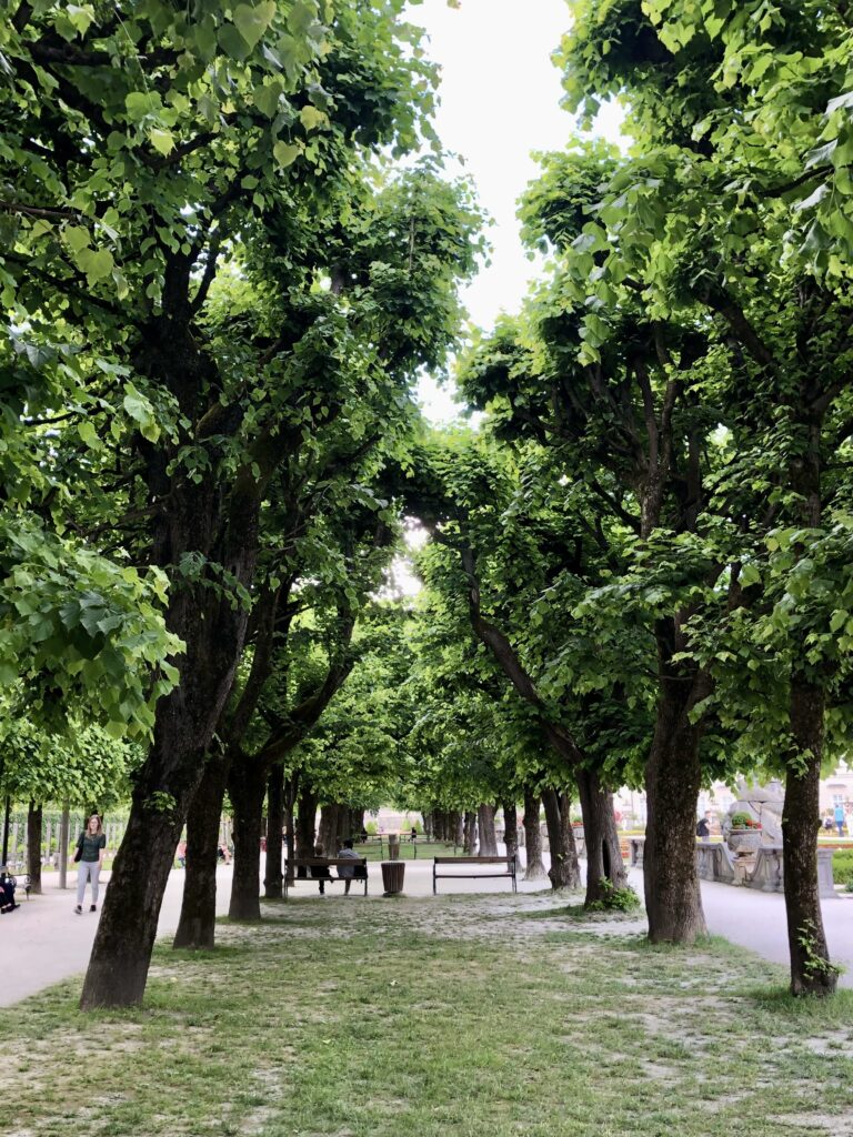 Tree-lined walkway with neatly pruned green canopies, benches, and shaded paths in the Mirabell Gardens. The peaceful gardens offer plenty of space for a relaxing stroll when visiting Salzburg with kids.