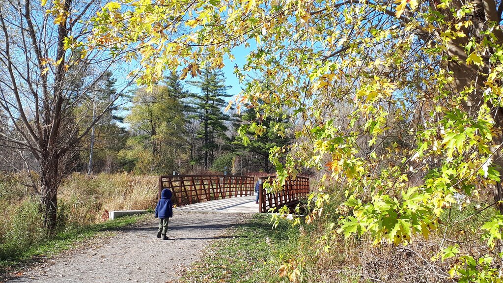 Child walks toward a wooden pedestrian bridge along a gravel trail surrounded by trees and tall grasses. Green and yellow autumn leaves frame the sunny trail in Hamilton Ontario.