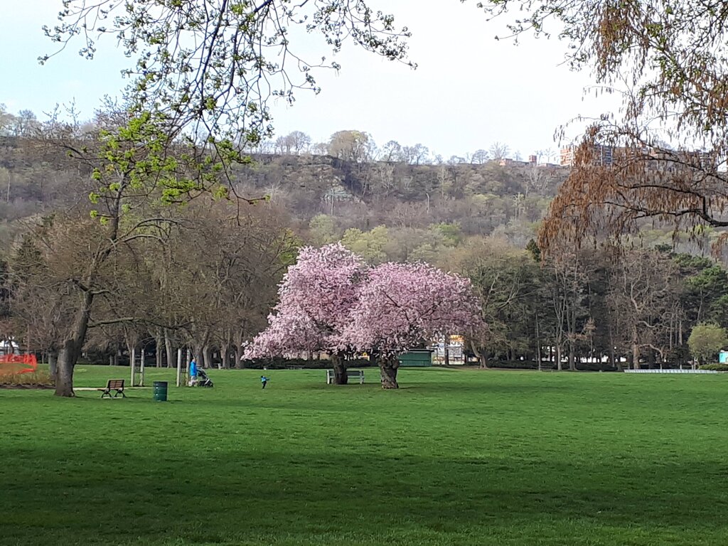 Two pink flowering cherry trees stand in the middle of a large grass area at Gage Park in Hamilton Ontario. Wooded hills rise behind the open park during spring.