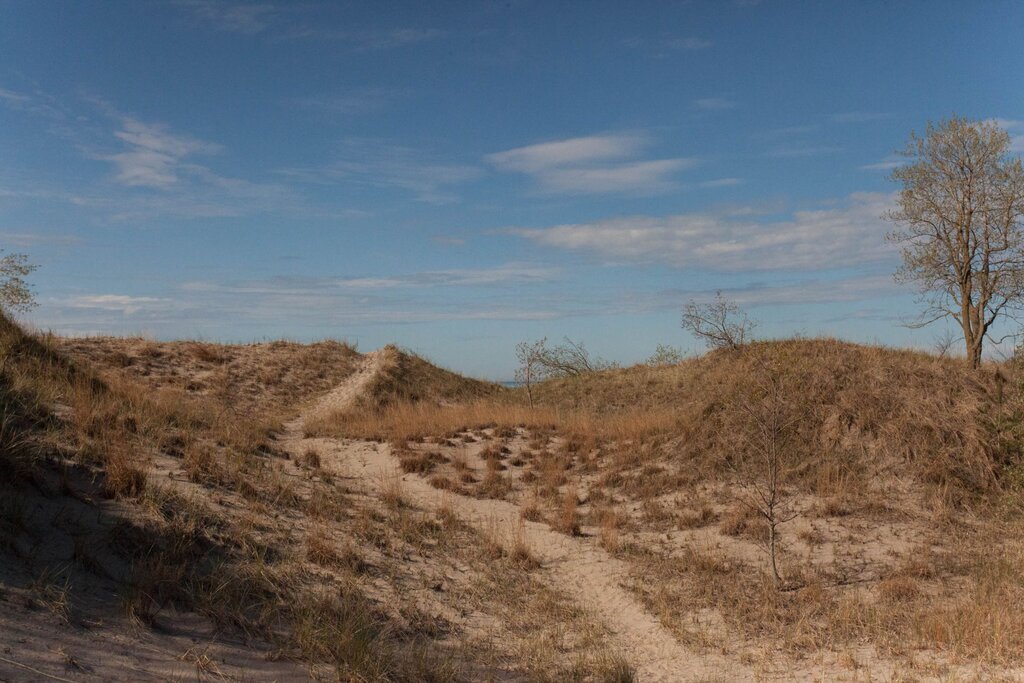 Sandy trail winds through dry grass covered dunes at Long Point Provincial Park on Lake ONtario beneath a wide blue sky with wispy clouds and a lone tree on the right.